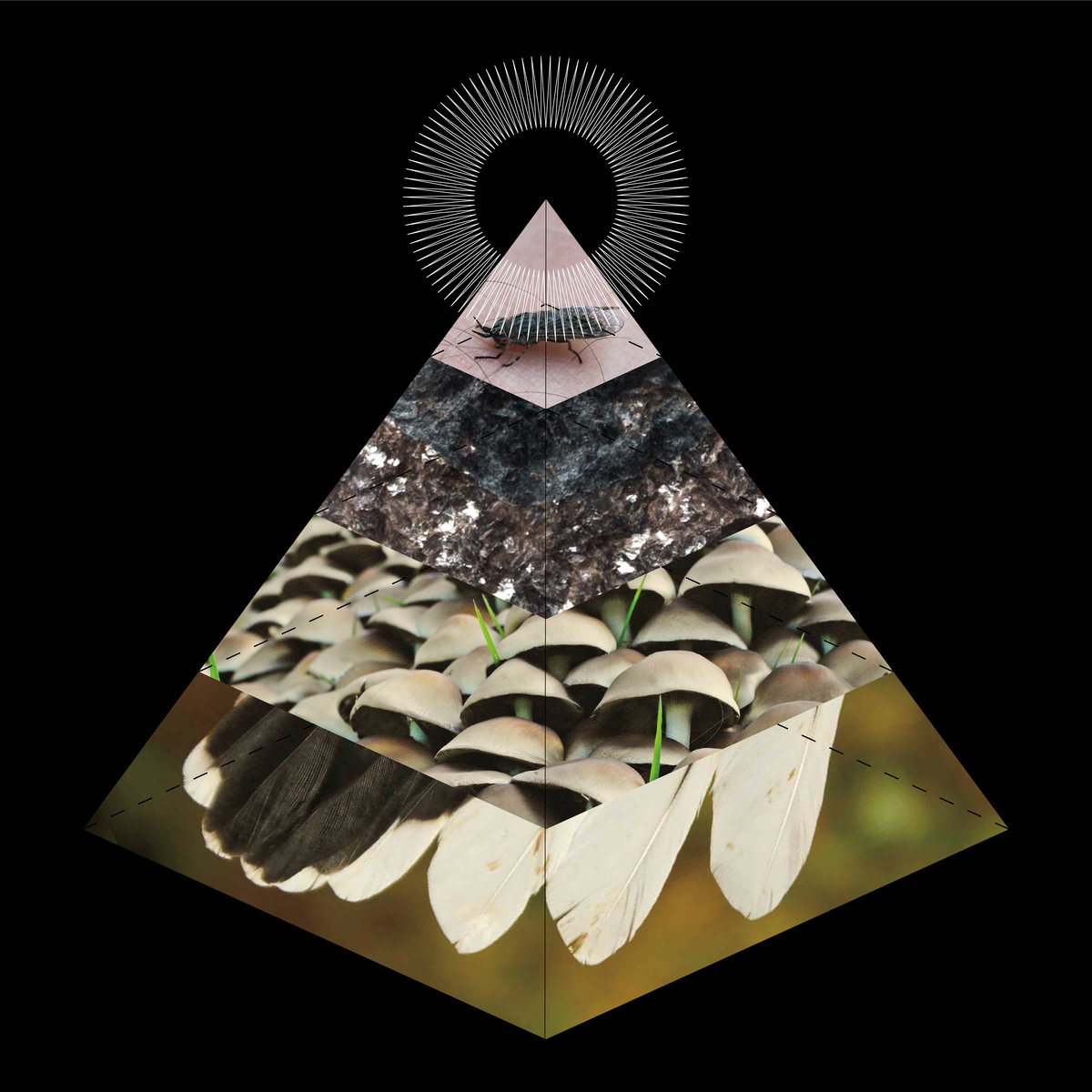 Bellus - Apophenia LP